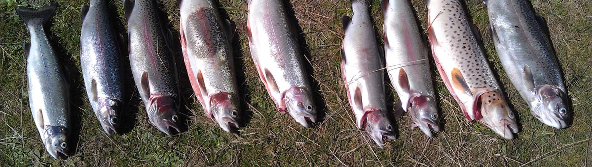 lake Jindabyne catch